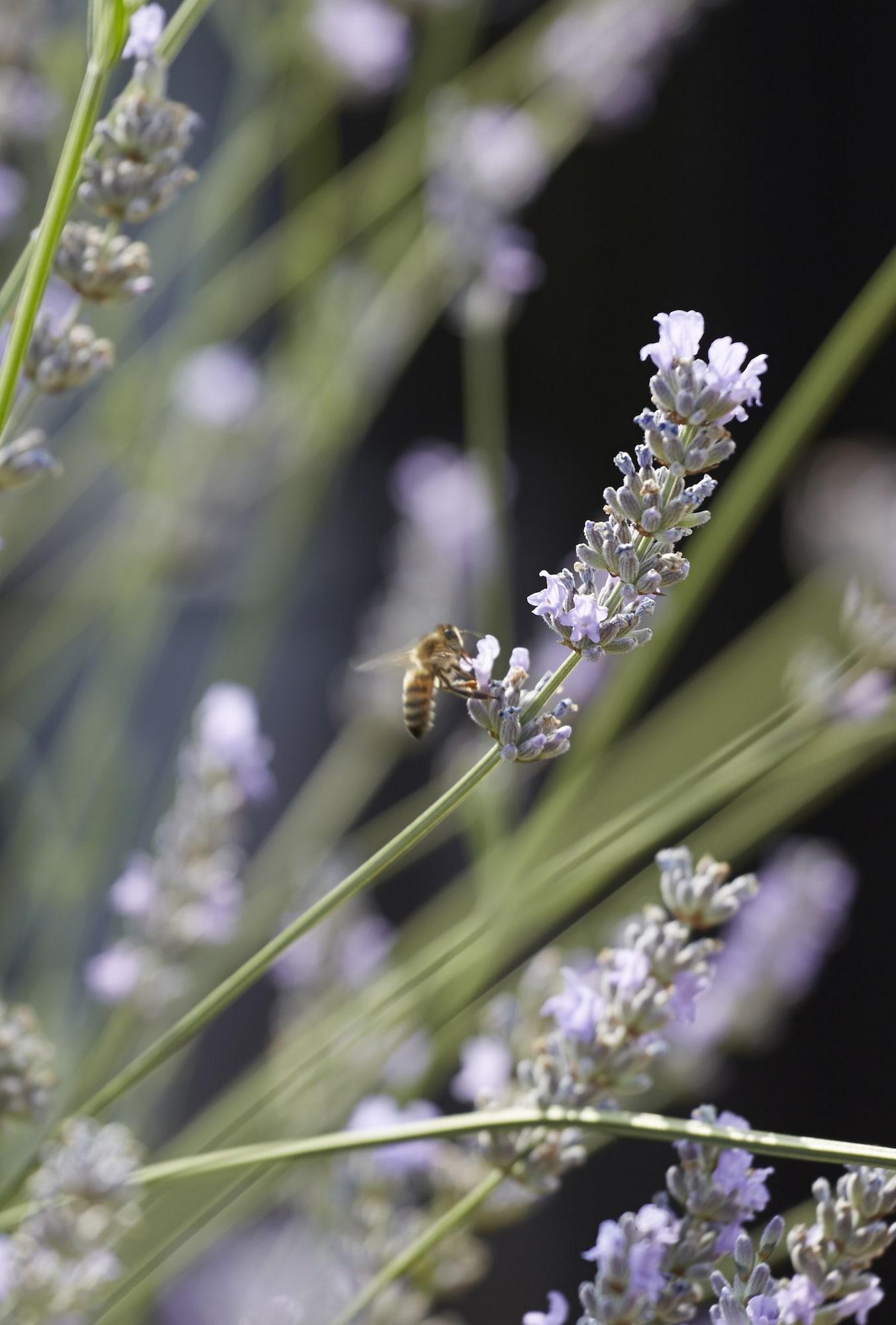 Batty Langley'S Hotel London Ngoại thất bức ảnh Lavender
